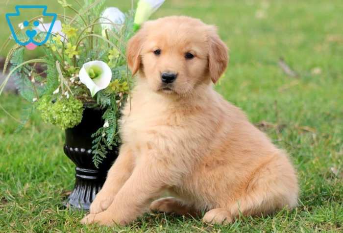 Breeds glance